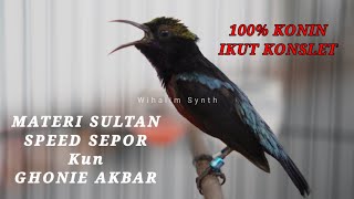 Download lagu Loud hummingbirds provoke the chirping of other hummingbirds, hummingbird therapy mp3