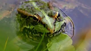 Iberian Water Frogs on Hugh's Wild West (2018)