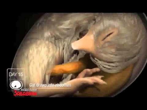 Nedeljni Zabavnik em 001