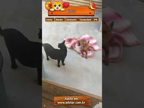 Vídeo de Salem 