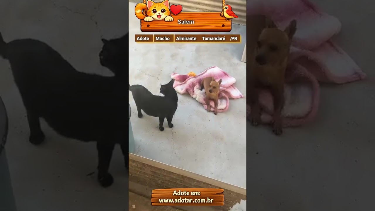 Gato raça SRD-ViraLata idade 1 ano nome Salem 