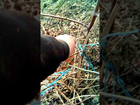 plantatie de mure la robert valcelele jud calarasi