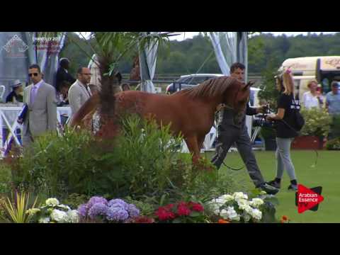 N.14 DA ARIYANA - Chantilly 2017 European Breeders'Championship - Yearling Fillies (Class 1B)