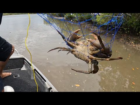 CATCHING Seafood - BIG MUD CRABS !!! CRAB for lunch???