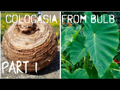 download lagu mp3 mp4 Colocasia Esculenta Mammoth, download lagu Colocasia Esculenta Mammoth gratis, unduh video klip Colocasia Esculenta Mammoth