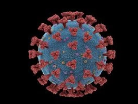 How Bats Harbor Viruses But Don't Get Sick?