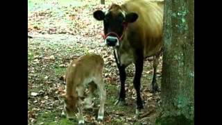 The Stone Boy Digital Story