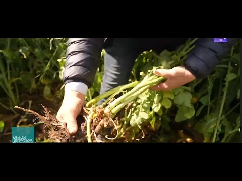 AGRO JURNAL_ Marcel Pana si Andrei Ciocoiu in Ferma SC ILDU din Valcelele, Calarasi