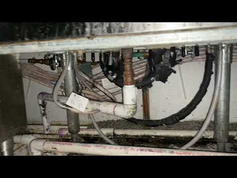 Poor Sanitation Leads to a Fruit Fly Infestation in Warren, NJ