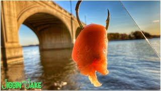 THE BRIDGE BITE WAS ON 🔥FIRE🔥!!! | FALL CATFISHING