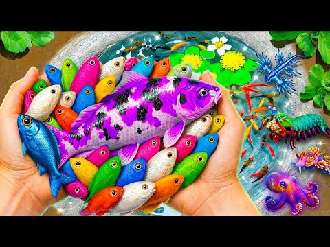Catch Beautiful Rare Sea & Pond Creatures: Rainbow Fish, Turtles, Eels & More
