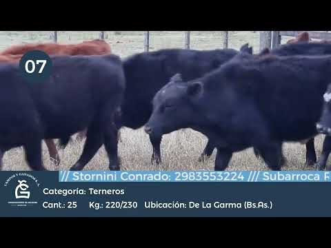 Lote Machos - De la Garma Bs As