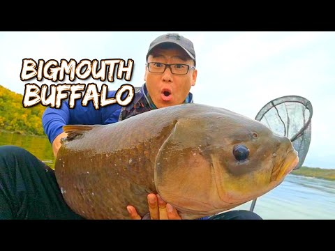 Legendary Bigmouth Buffalo Acquired! (Fall Kayak Fishing Pasqua Lake)