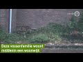 Een bijzonder gezicht: vossenfamilie woont middenin woonwijk