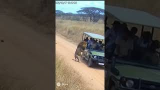 CCTV Captures Terrifying Lion Attack on Tourist Jeep in Safari Park!