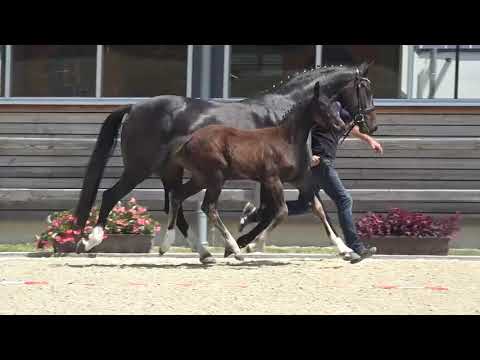 KN 28: SF von Desperados / Diamond Hit