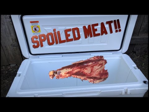 Don't Let Your Wild Game Meat SPOIL!! How to Prep Your COOLER || CACCIA OUTDOORS