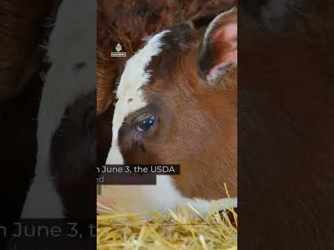What is the deadly parasite threatening the US's cattle industry?
