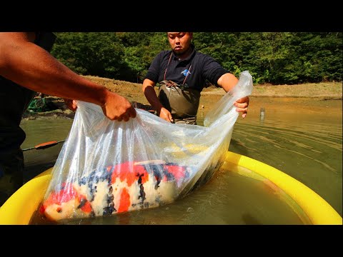 BIG KOI FISH HARVEST | MARUJYU KOI FARM Video