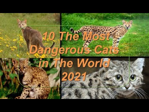 10 The Most Dangerous Cats in The World 2021