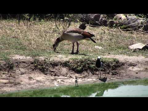 Djuma: Blacksmith Lapwing chick and Egyptian Goose - 11/21/18