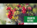 Colorful Birds And Flowers Flowers Blooming Cool Nature Nature Short Videos