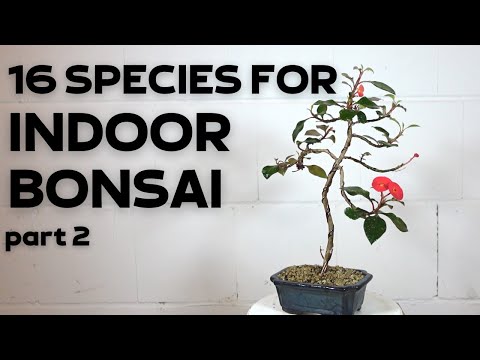 , title : '16 Tree Species For Indoor Bonsai Part 2'