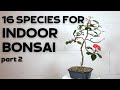 16 tree species for indoor bonsai part 2