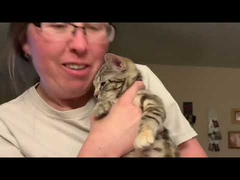 Serendipity Has Joined Our Family! 🐱♥️