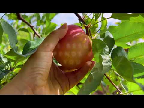 Fruit trees