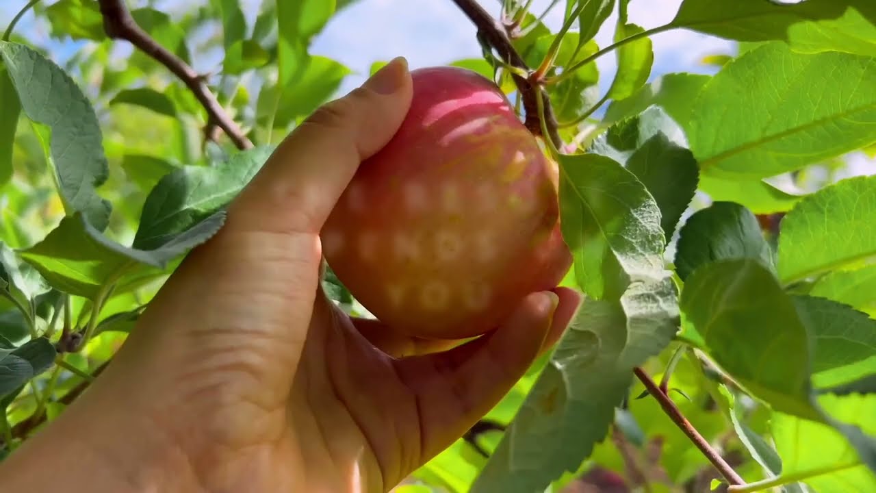 Plantation Control Tutorial