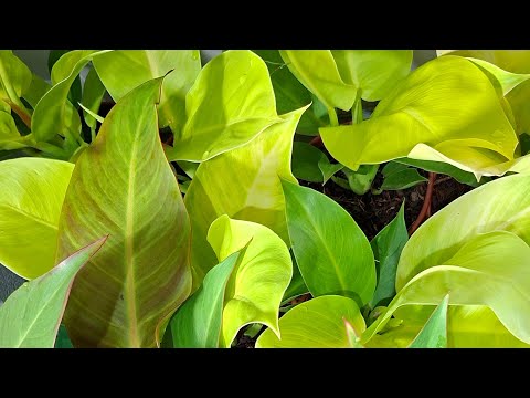 Beautiful Plants for Sale 🌿 New Arrivals, Affordable Prices, and Lots of Green Love