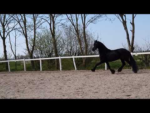 Stal Okkema's Zeyn - Wybren x Doaitsen - stallion - 2015