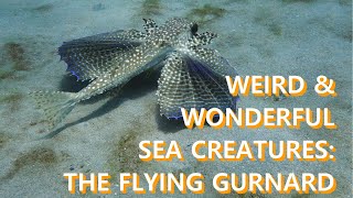 Carriacou's Weird & Wonderful Sea Creatures: The Flying Gurnard