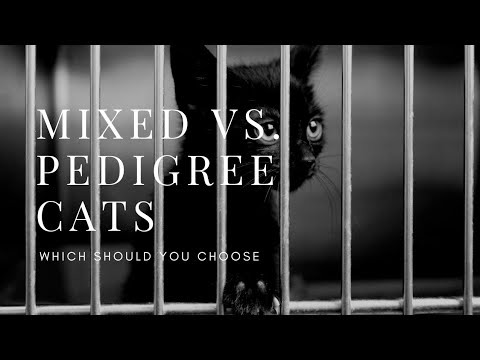 Mixed vs. Pedigree Cats - Where should you buy your cat from