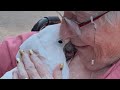 Cockatoo Lost His Home A Kind Family Has Given Him Another Chance