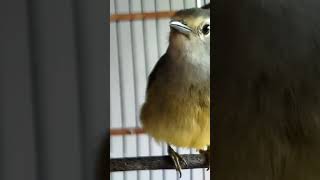 Download lagu opior jawa gacor ngeroll mp3