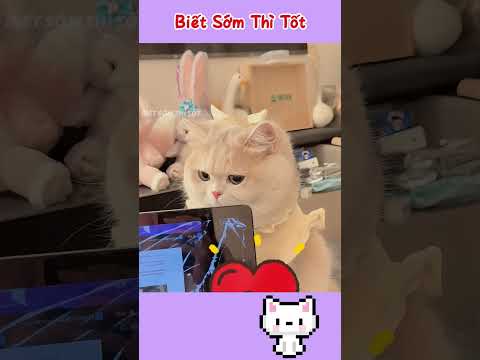 Chú Mèo Út bị ghẻ lạnh báo đời 🐱