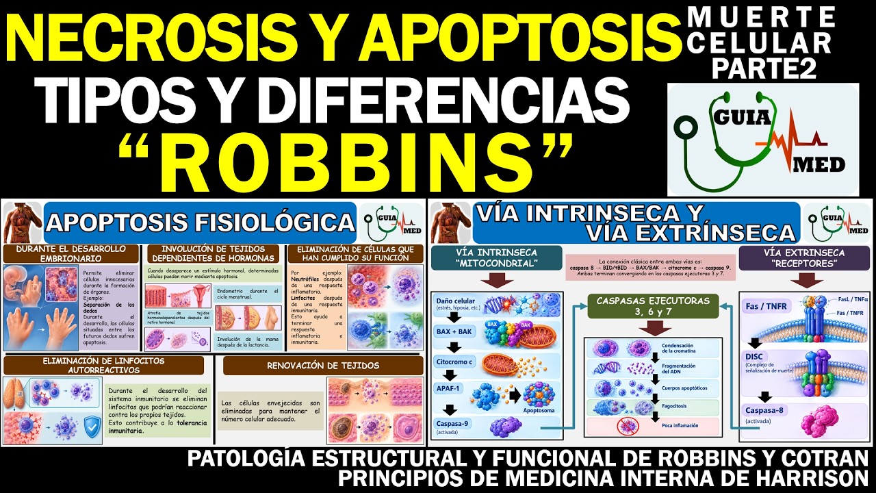 APOPTOSIS VÍA INTRÍNSECA Y EXTRÍNSECA ROBBINS, NECROSIS | GuiaMed