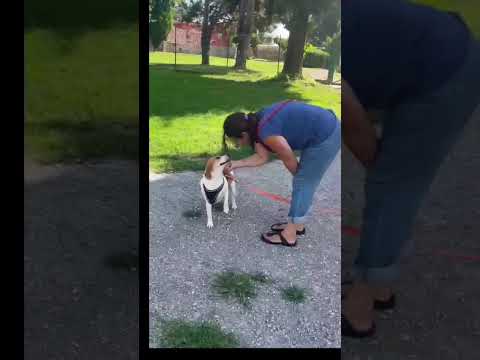 Video di BETTY