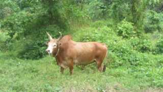 preview picture of video 'Roadside cow in the margins of the jungle near Phattalung , Southern Thailand'