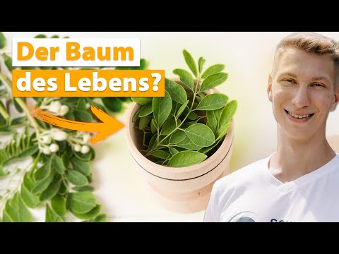 The Truth About Moringa: Health Benefits & Myths 🌱