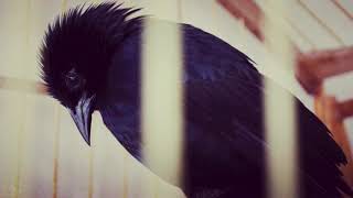 Blackbird - Third Day