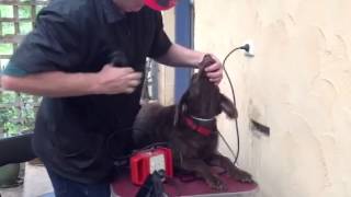 Clipping the poodle or labradoodles foot groom 102 and nails