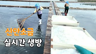 솔바위농원 라이브 스트리밍 중  (신안 소금 공동구매)