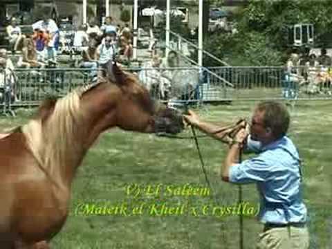 , title : 'Arabische Volbloedpaarden - Regionaal Tilburg 19 juli 2003'