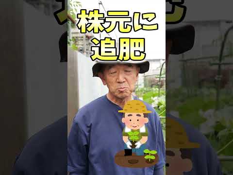 夏の嵐：大雨から家庭菜園を守るための 6 つのヒント  庭園