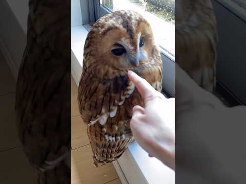 Oh My God😰Wait for and😳How an Owl Bites🤣Shorts #cute #animals #viral #viralvideo