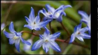 Car je t&#39;aime - Paul Piché