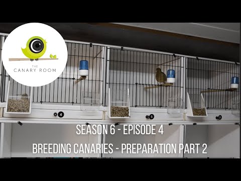 The Canary Room Season 6 Episode 4 - Preparing Canaries for Breeding Part 2